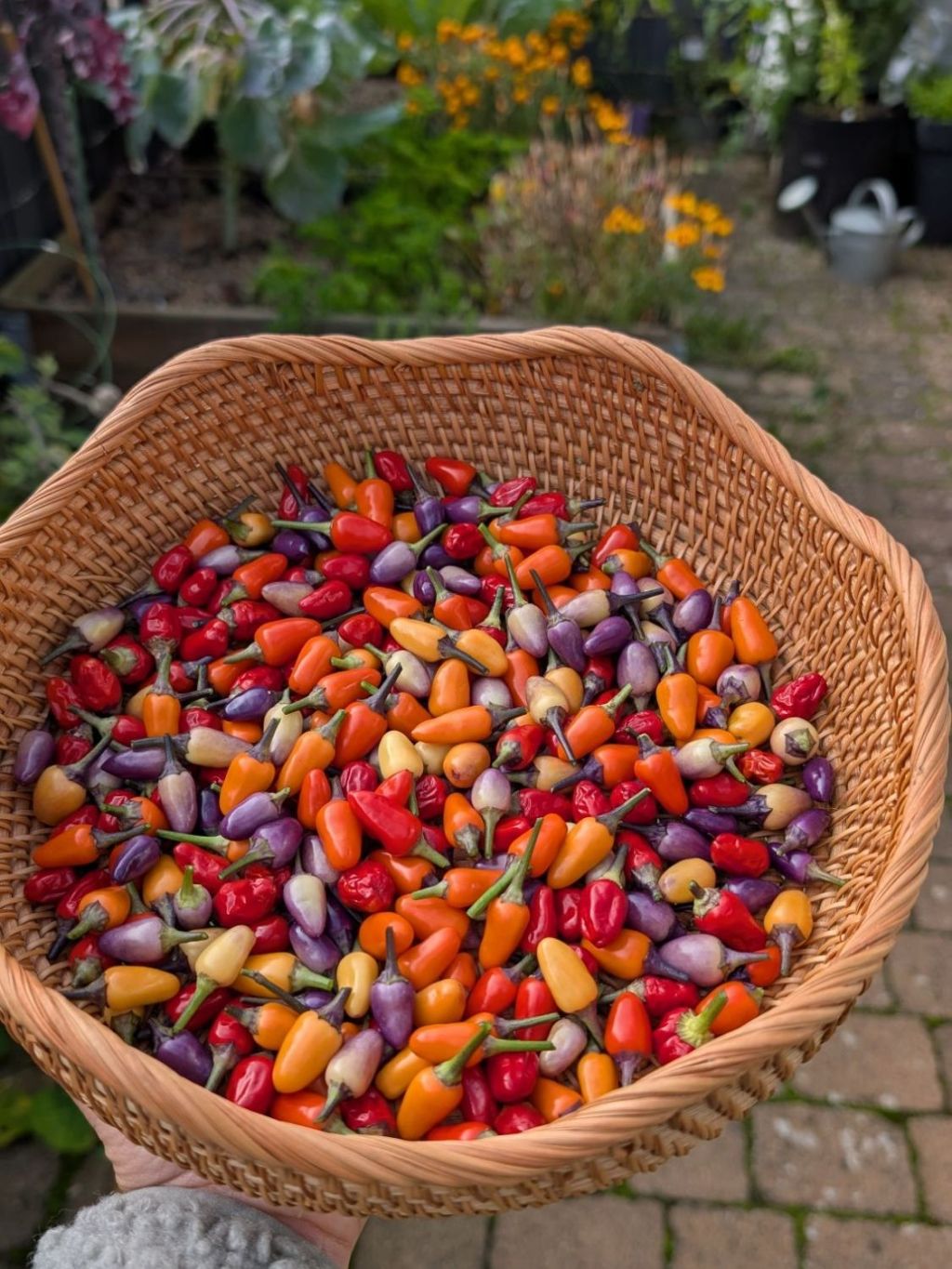 Meine liebsten Chili-Sorten