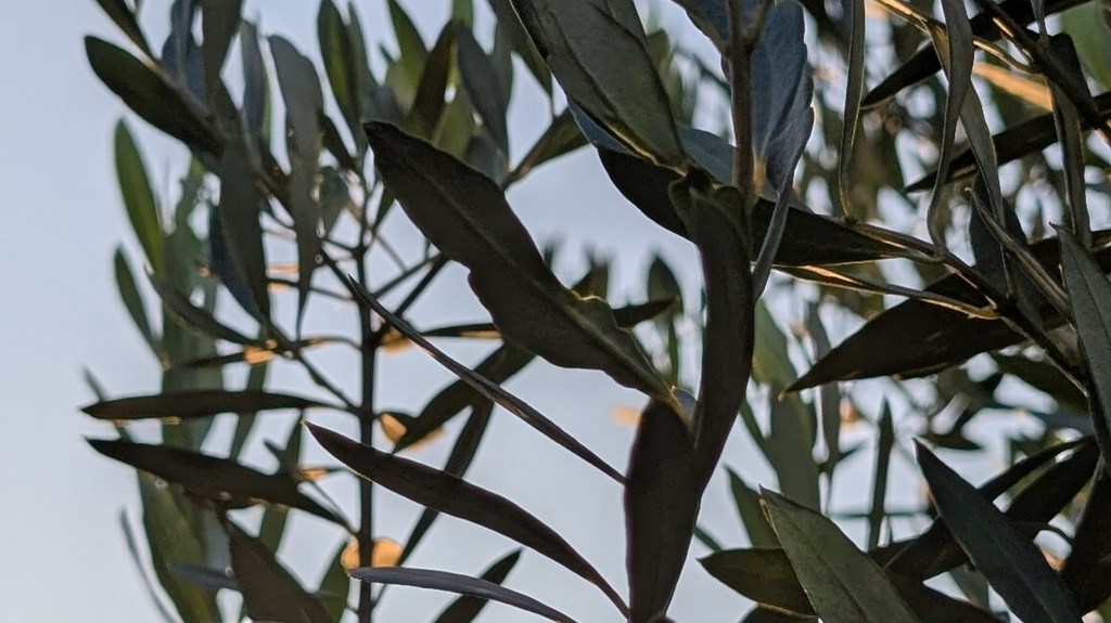 Winterschutz Olivenbaum