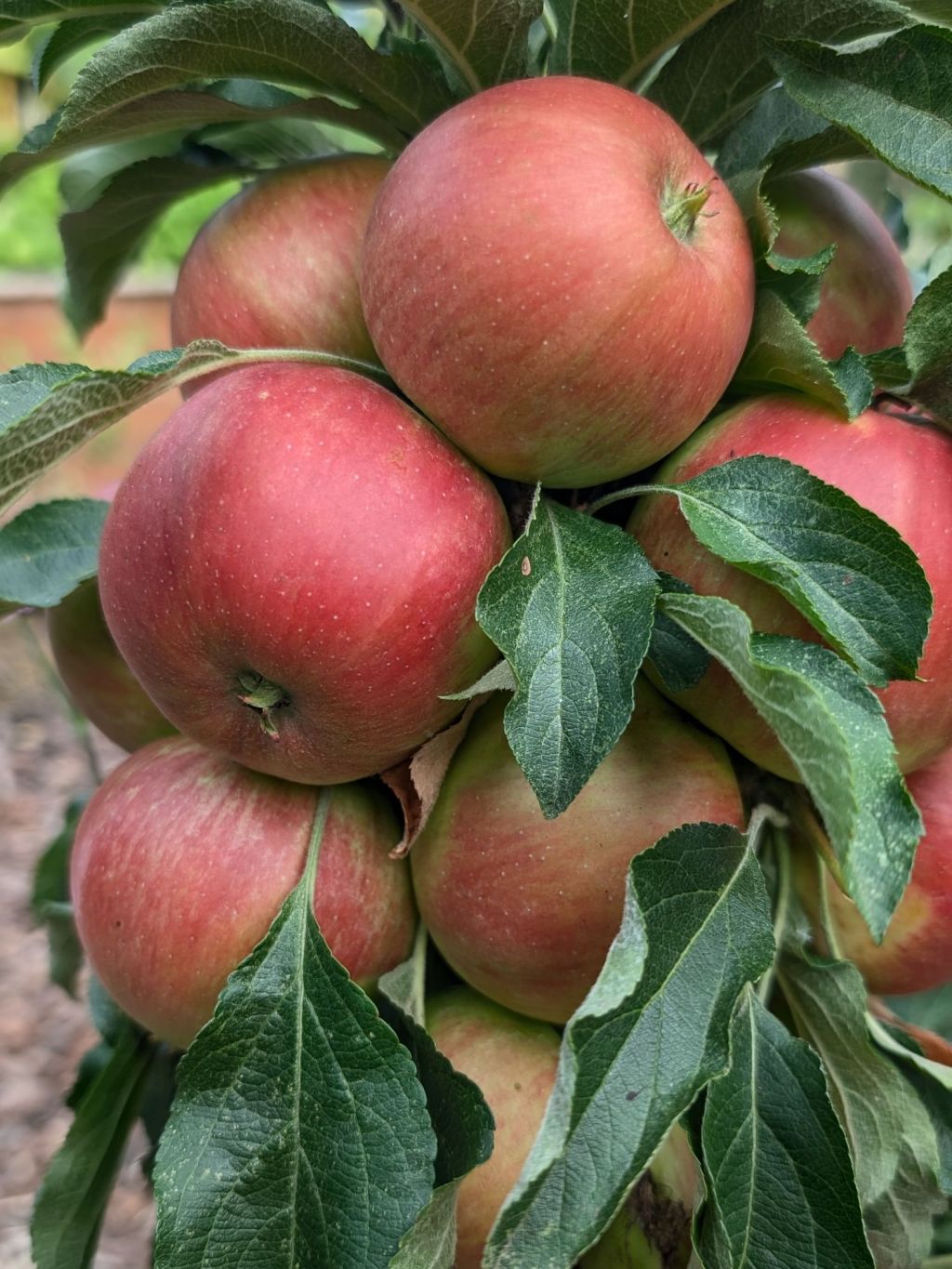 Säulenapfel ‚Gracilis‘