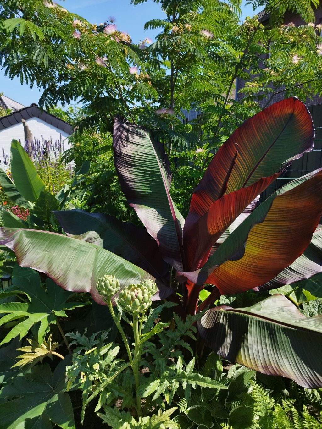 Rote Zierbanane ‚Maurelii‘