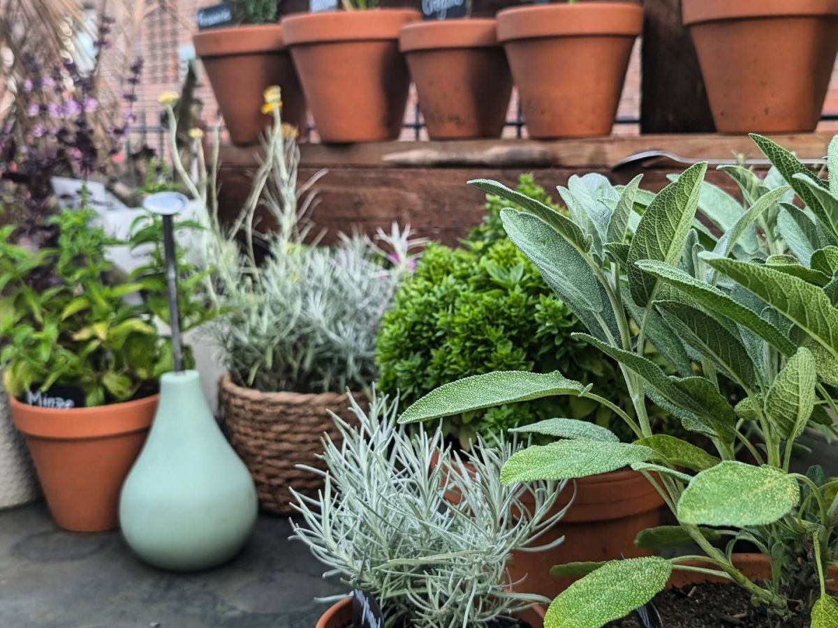 Mediterrane Kräuter