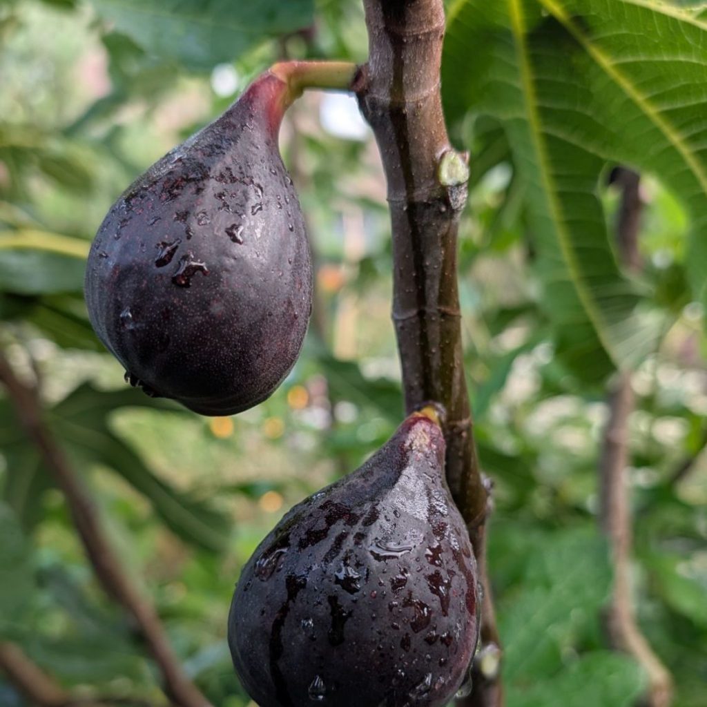 Feigen-Favorit